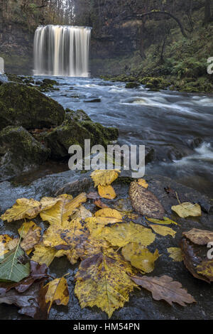 Sgwd yr Elra, Wasserfall, mit Laub im Herbst auf Afon Mellte, Ystradfellte, vier Wasserfälle, Brecon Beacons. Stockfoto