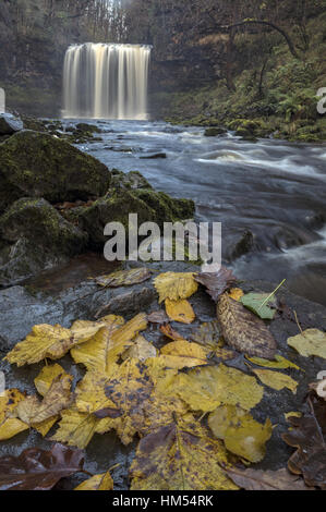 Sgwd yr Elra, Wasserfall, mit Laub im Herbst auf Afon Mellte, Ystradfellte, vier Wasserfälle, Brecon Beacons. Stockfoto