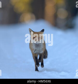 Rotfuchs (Vulpes Vulpes), läuft auf Schnee, Forststraße, Morgenlicht, Böhmerwald, Tschechien Stockfoto