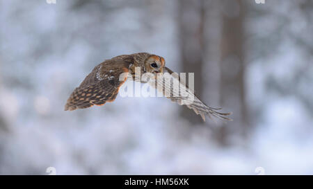 Waldkauz (Strix Aluco) fliegen durch den verschneiten Winterwald, Böhmerwald, Tschechien Stockfoto