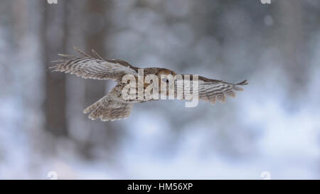 Waldkauz (Strix Aluco) fliegen durch den verschneiten Winterwald, Böhmerwald, Tschechien Stockfoto