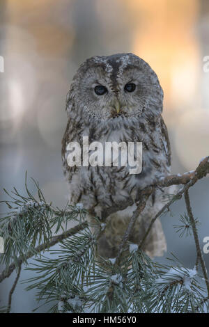 Waldkauz (Strix Aluco), graues Morph sitzt auf einem Tannenzweig am Abend Licht, Böhmerwald, Tschechien Stockfoto