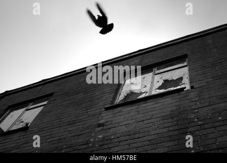 Taube fliegt von verlassene Industriebauten / Alston hohe Mühle / Gießerei - Alston, Cumbria Stockfoto