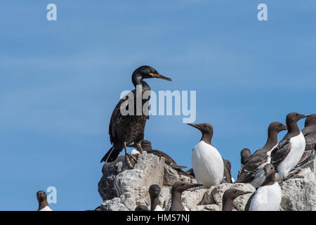 Shag und Trottellummen auf Grundnahrungsmittel Insel, Northumberland Stockfoto