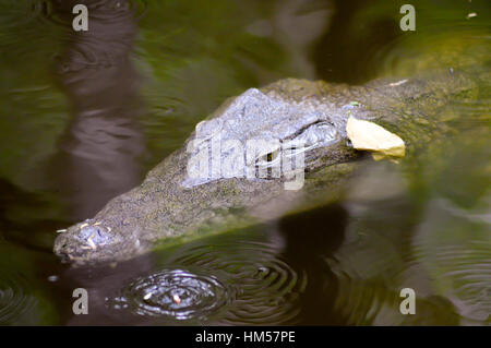 Krokodil-Augen in einem Gewässer in Mombasa, Kenia Stockfoto