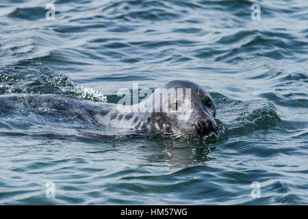 Grey Seal Schwimmen in der Nordsee vor der Farne Islands Stockfoto