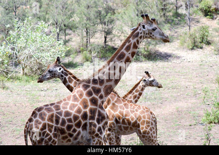 Drei Giraffen schneiden in einem Park in Mombasa, Kenia Stockfoto
