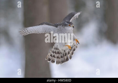 Northern Habicht (Accipiter gentilis), erwachsenen Mann, fliegen in einem Fichtenwald, Winter, Böhmerwald, Tschechien Stockfoto