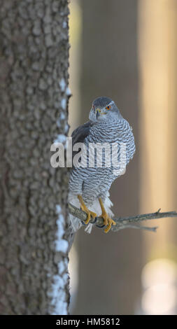 Northern Habicht (Accipiter gentilis), erwachsener Mann, auf einem Spruce Tree thront, Morgenlicht, Böhmerwald, Tschechien Stockfoto