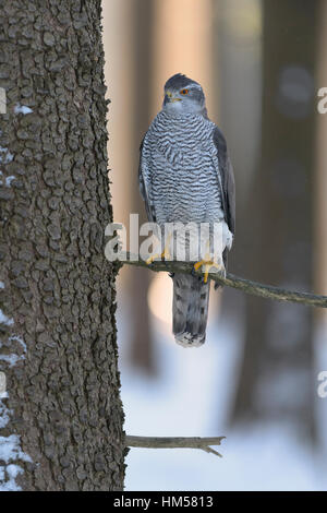 Northern Habicht (Accipiter gentilis), erwachsener Mann, auf einem Spruce Tree thront, Morgenlicht, Böhmerwald, Tschechien Stockfoto