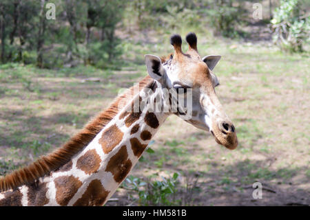 Giraffe Kopf in einem Park in Mombasa, Kenia Stockfoto