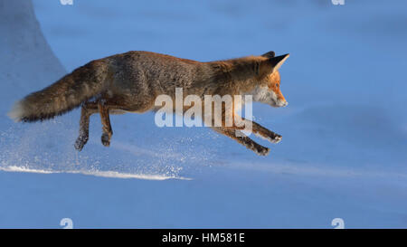 Rotfuchs (Vulpes Vulpes), Jagd, springen in den Schnee, Böhmerwald, Tschechien Stockfoto