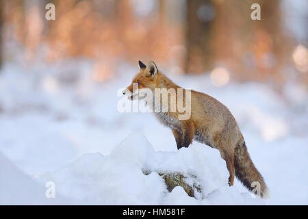 Rotfuchs (Vulpes Vulpes) stehend auf einem schneebedeckten Baumstamm, Abendlicht, Böhmerwald, Tschechien Stockfoto