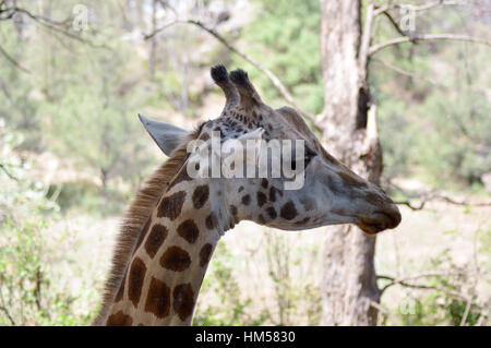 Giraffe Kopf in einem Park in Mombasa, Kenia Stockfoto