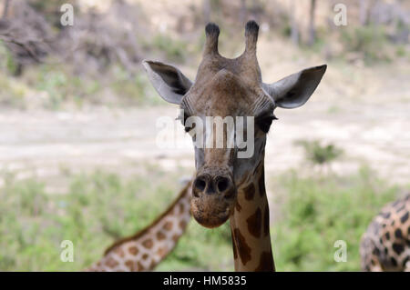 Giraffe Kopf in einem Park in Mombasa, Kenia Stockfoto