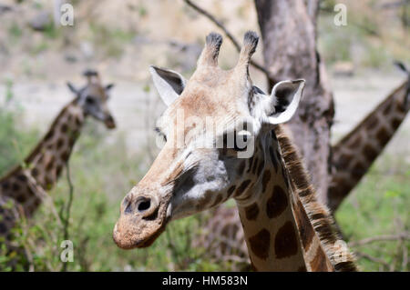 Giraffe Kopf in einem Park in Mombasa, Kenia Stockfoto