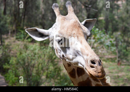 Giraffe Kopf in einem Park in Mombasa, Kenia Stockfoto