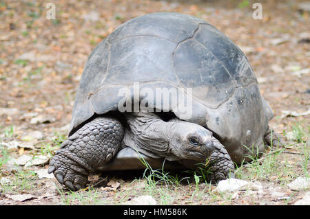 Großen beschäftigt Land Schildkröte Essen ein Blatt in einem Park in Kenia Stockfoto