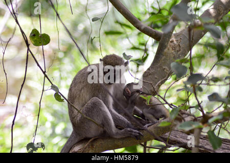 Vervet Affen und seine jungen auf einem Ast in Mombasa, Kenia Stockfoto