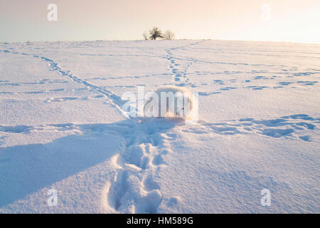 Samoyed Hund auf schneebedeckten Feld an einem sonnigen Tag Stockfoto