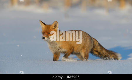 Rotfuchs (Vulpes Vulpes) zu Fuß durch den Schnee, Böhmerwald, Tschechien Stockfoto