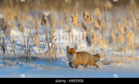 Rotfuchs (Vulpes Vulpes) zu Fuß durch den Schnee vor Schilf auf einem zugefrorenen See, Schilf mit Samenkapseln, Böhmerwald Stockfoto