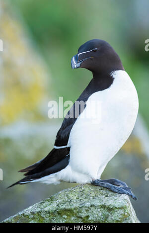 Tordalk (Alca Torda) auf Felsen, Vogelklippen von Lunga, Isle of Mull, Inneren Hebriden, Schottland, Vereinigtes Königreich Stockfoto