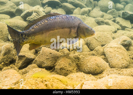 Spiegelkarpfen (Cyprinus Carpio) im flachen Wasser über Steinen, Bergsee, Steiermark, Österreich Stockfoto