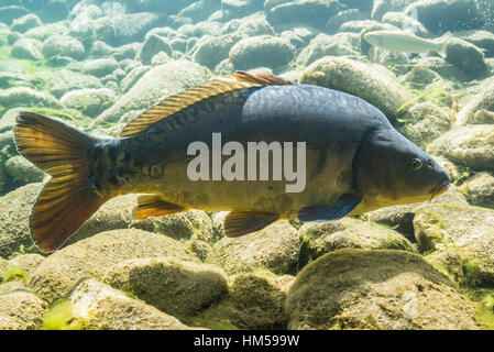 Spiegelkarpfen (Cyprinus Carpio) im flachen Wasser über Steinen, Bergsee, Steiermark, Österreich Stockfoto