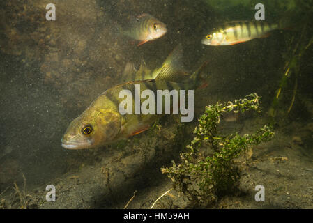 Europäische Barsch (Percha Fluviatilis) mit Wasserpflanzen, Alte Donau, Wien, Österreich Stockfoto