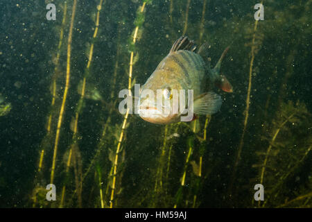 Europäische Barsch (Percha Fluviatilis) mit Wasserpflanzen, Alte Donau, Wien, Österreich Stockfoto