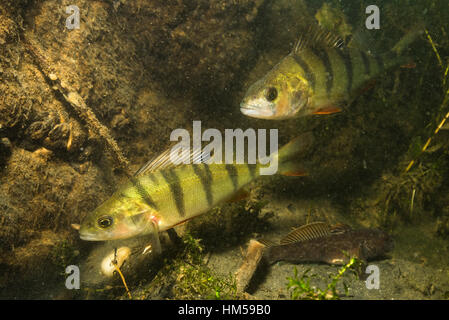 Europäische Barsch (Percha Fluviatilis) und Schwarzmundgrundel (Neogobius Melanostomus), Alte Donau, Wien, Österreich Stockfoto