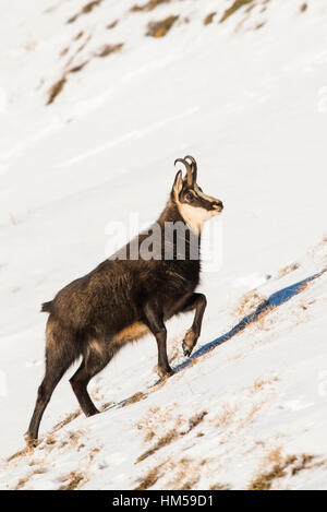 Gämse (Rupicapra Rupicapra) im steilen Gelände in den Schnee, Berchtesgadener Alpen, Österreich Stockfoto