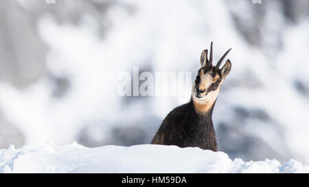 Gämse (Rupicapra Rupicapra) in den Schnee, Berchtesgadener Alpen, Österreich Stockfoto