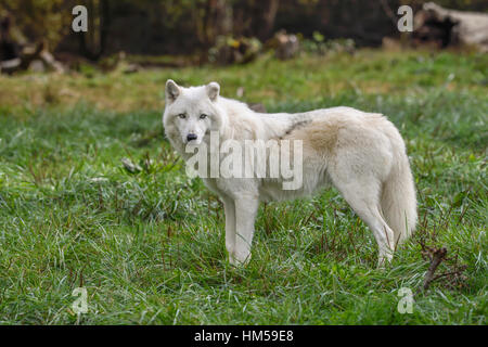 Arctic Wolf (Canis Lupus Arctos), gefangen Stockfoto