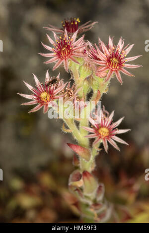 Gemeinsamen Hauswurz (Sempervivum Tectorum), Baden-Württemberg, Deutschland Stockfoto