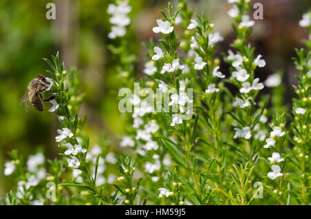 Honigbiene auf blühenden Thymian. Honigbiene extrahieren und sammeln Nektar aus weißem Thymian Blüten. Europäische oder westliche Honigbiene. Stockfoto