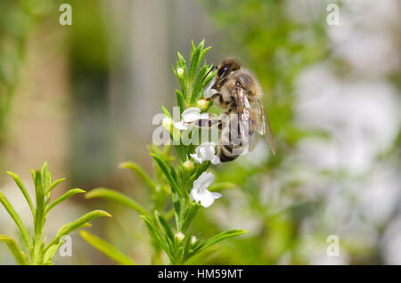 Honigbienen sammeln und Extrahieren von Nektar aus weißem Thymian Blüten. Europäische oder westliche Honigbiene Apis Mellifera bestäuben. Stockfoto
