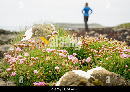 Lila Blüten am Strand mit einer Frau im Hintergrund. Stockfoto