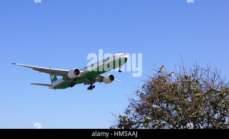 LOS ANGELES, Kalifornien, USA - 9. Oktober 2014: EVA Air Boeing 777 gezeigt, kurz vor der Landung in LA Flughafen LAX. Stockfoto