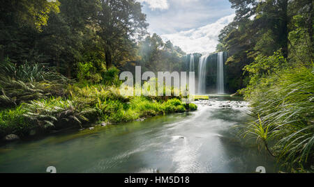 Whangarei Wasserfall, gemäßigten Regenwald, Whangarei, Northland, Nordinsel, Neuseeland Stockfoto