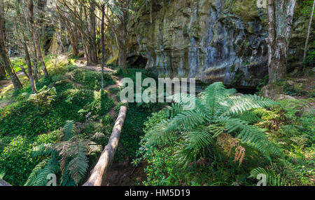 Wald mit Farnen, Eingang nach Waipu Höhlen, Northland, Nordinsel, Neuseeland Stockfoto