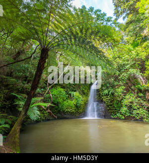 Wasserfall, Baumfarn (Cyatheales), Omeru Reserve, Northland, Nordinsel, Neuseeland Stockfoto