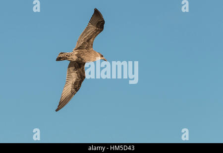 Kelp Gull (Larus Dominicanus) während des Fluges, Jugendkriminalität, Otago Peninsula, Dunedin, Neuseeland Stockfoto