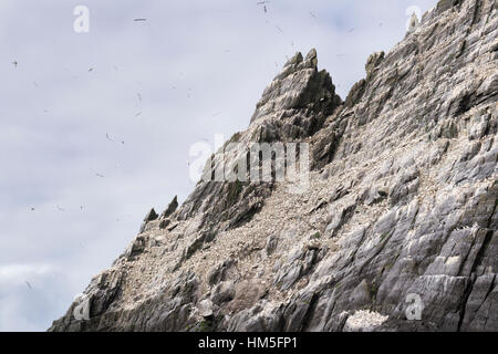 Skellig Inseln, Basstölpel (Morus Bassanus) im Flug über Felsküste, County Kerry, Irland. Stockfoto