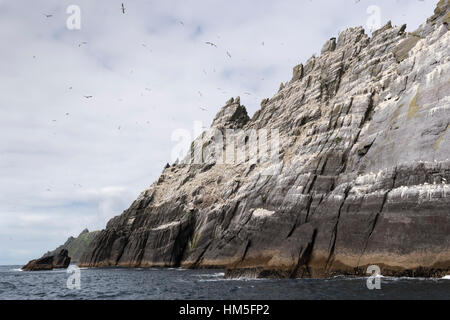 Skellig Inseln, Basstölpel (Morus Bassanus) im Flug über Felsküste, County Kerry, Irland. Stockfoto