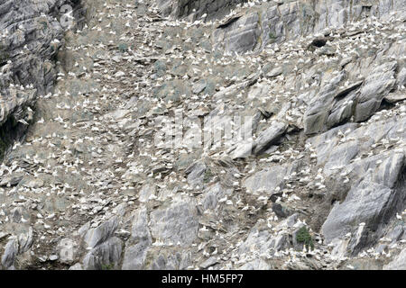 Nördlichen Basstölpel (Morus Bassanus) Kolonie, Skellig Inseln, County Kerry, Irland. Stockfoto