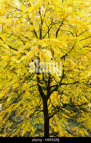 Schwarze Walnussbaum anzeigen seine Herbstfärbung. Stockfoto