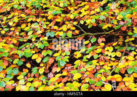 Detail der Buche lässt ihre Palette von Herbstfarben anzeigen. Stockfoto