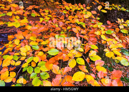 Buche Baum Blätter anzeigen ihre Herbstfärbung neben dem Fluß Haddeo im Exmoor National Park, Somerset, England. Stockfoto